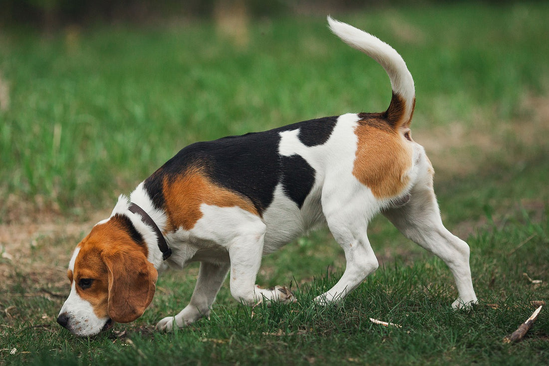 Why Your Dog Acts Hungry All The Time