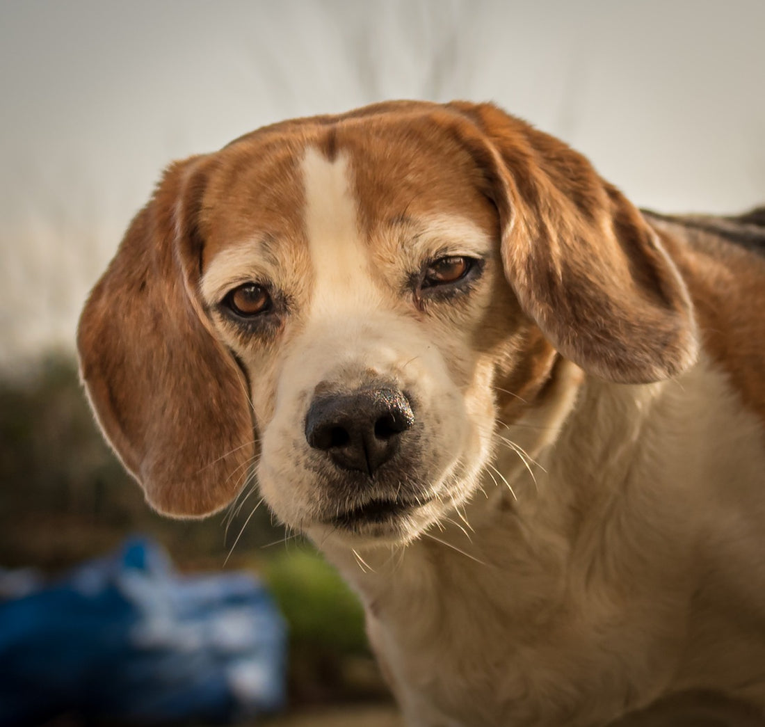 Finding A Moderate Protein Dog Food For Your Senior Dog