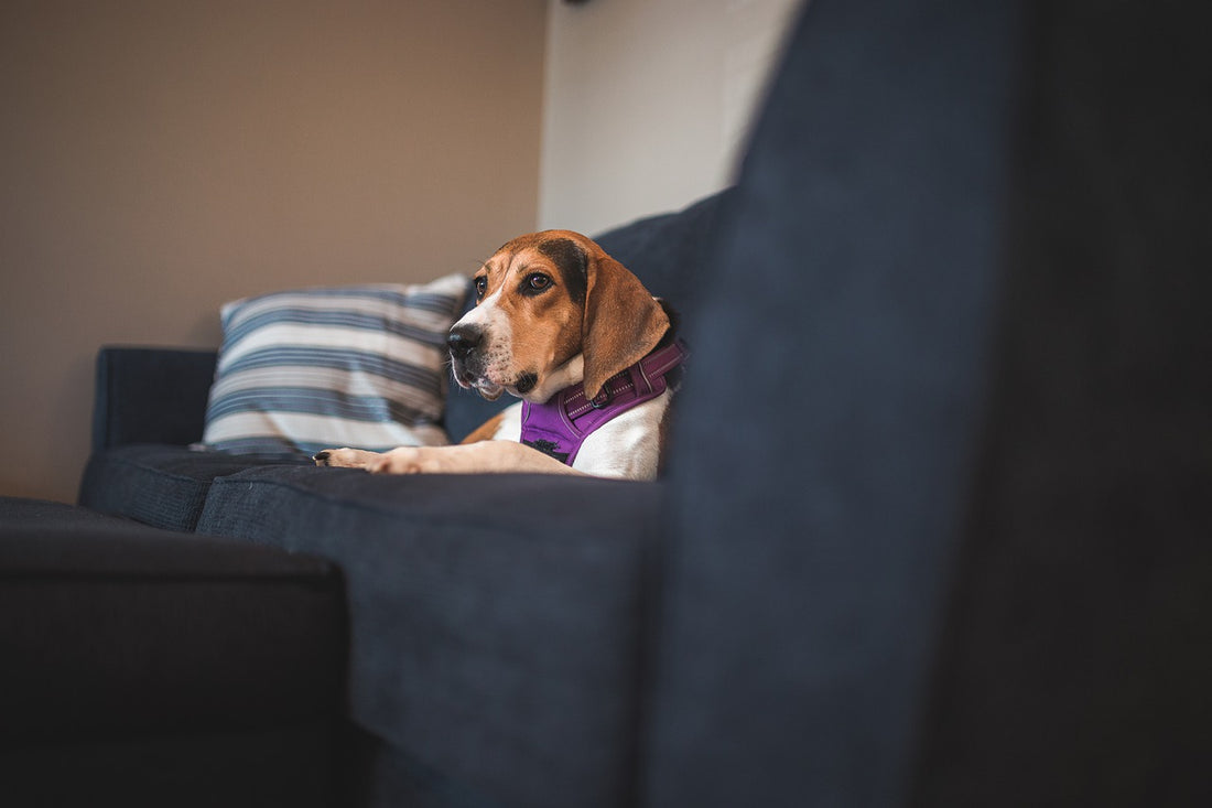 How To Show Your Dogs You Love Them