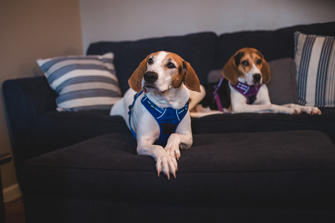 How Your Dog Helps You Live Longer And Healthier