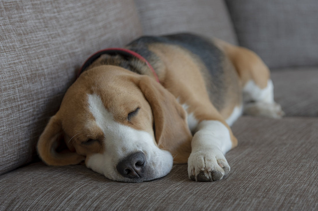 Should Your Dog Take Aspirin When In Pain?