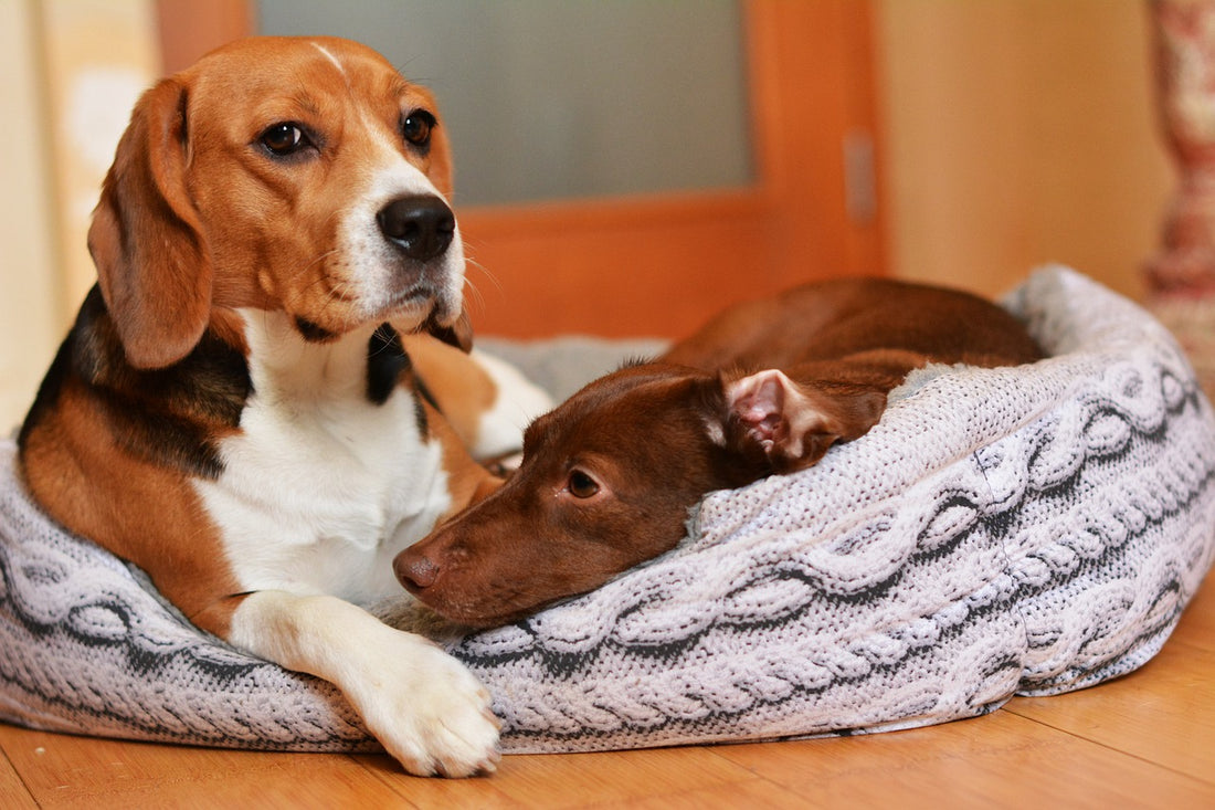 6 Human Foods You Can Safely Feed Your Dog