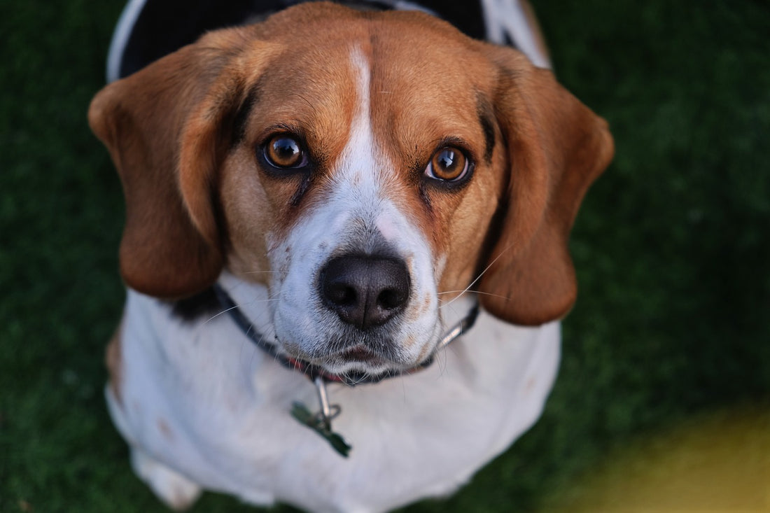 Study Reveals Pets Are Overdosing On Marijuana Since It Was Legalized in Canada
