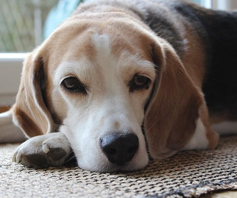 How to Detect and Treat Noise Anxiety in Dogs