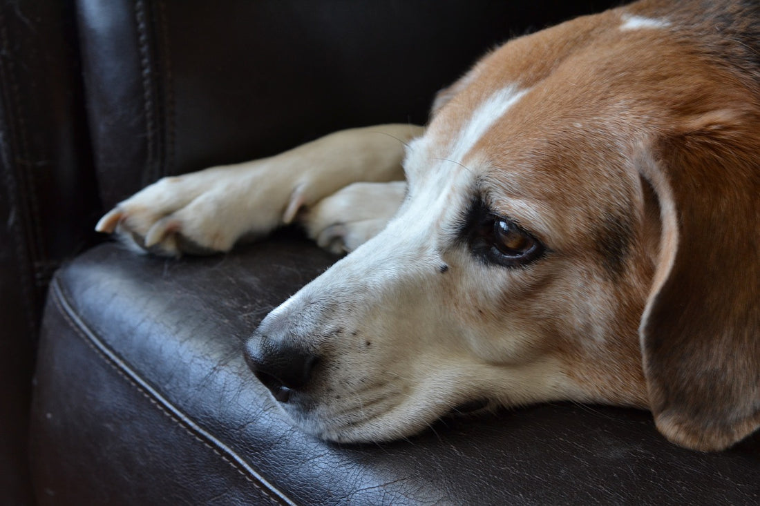 Symptoms and Causes of Urinary Incontinence In Dogs