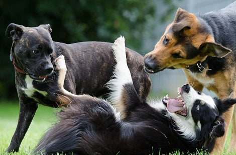 Male Collie Becomes Best Friends With Female Collie Of Family Who Adopted Him