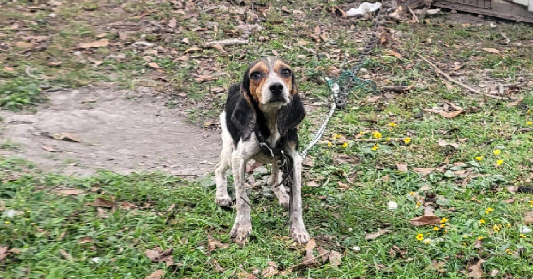 Dogs Get A Second Chance At Life With 'Save A Heart' Campaign