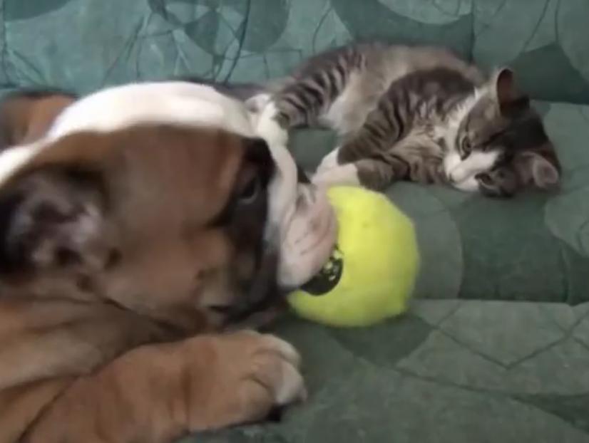English Bulldog Puppy and Kitten Share Unshakeable Bond!