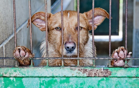 53 Dogs Rescued From Indonesian Slaughterhouse