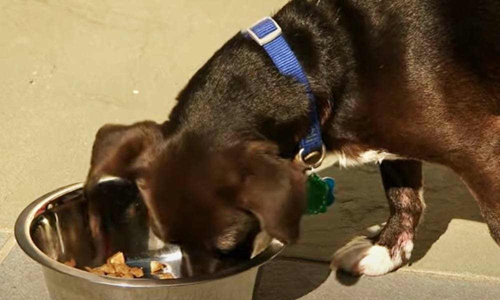 Your Dog's Health Is At Risk If You Don't Clean Their Bowl Properly