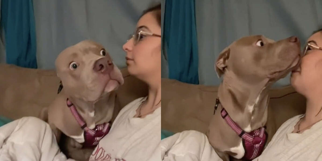 This Dog's Reaction When Mom Barks At Her Is Pure Gold!