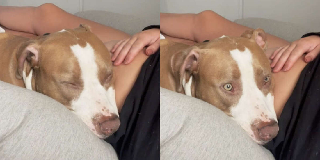 Dog Is Shocked When Baby In Mom's Belly Kicks For The First Time!