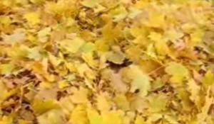 Hilarious Dachshund Disappears Into A Pile Of Leaves!