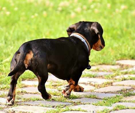 Curated visual reference: Gallery Detail: Here Are 4 Factors That Cause Anxiety In Dogs