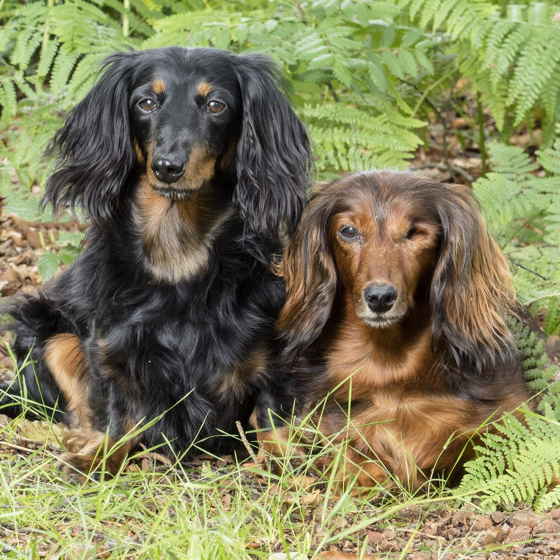 What Gender Should Your Second Dog Be For Both To Get Along?
