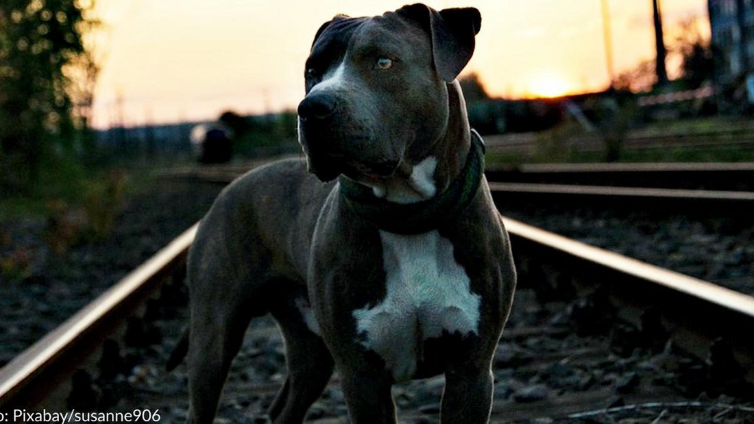 Woman Rescues Abandoned Pit Bull From Train Tracks Seconds Before Train