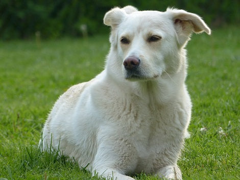 Ways To Manage Allergic Reactions If Your Pups Have An Allergy