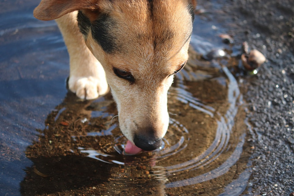 Keep Your Dogs Away From Puddles