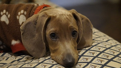 This Is Why You Should Regularly Clean Your Dog's Ears