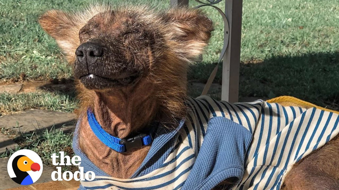 Dog Falls In Love With Life Again After Being Rescued From Hoarding