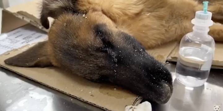 Where This Dog Was Rescued From And How He Defies All Odds To Live Will Make You Cry