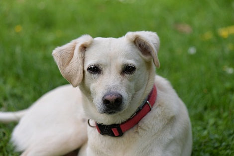 What Are The Most Common Allergies That Affect Our Pups?