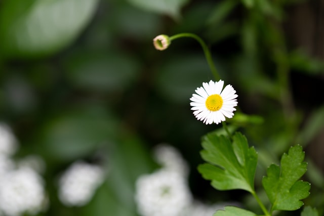 Chamomile Can Help Your Dog Deal With Anxiety And More