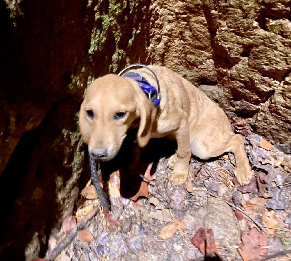 Firefighters Rescue Terrified Missing Dog From Mineshaft