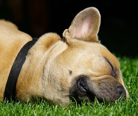 Loving Dog Helps Anxious Patients Calm Down At Dentist Office By Sitting On Them!