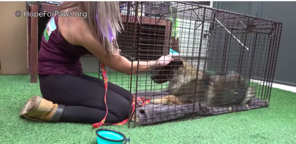 After Spending A Year Alone, Terrified Dog Rescued From Landfill