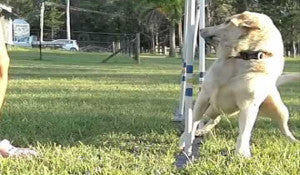 Labrador Retriever Weaving Through Agility Poles Video Is A Must See For Labrador Lovers!