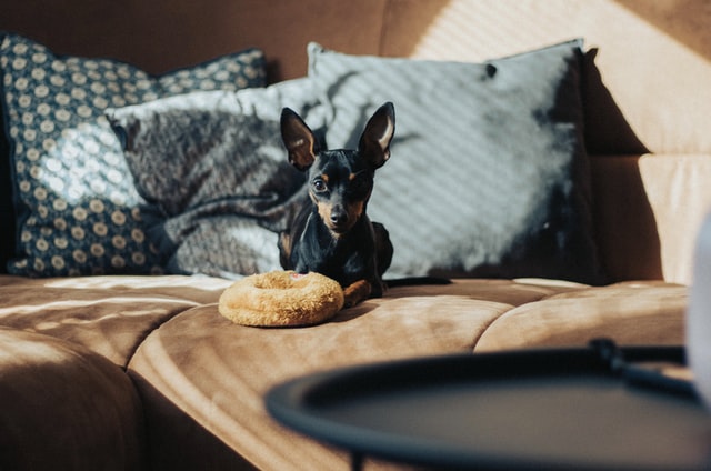 Is it Okay To Give Bread To Your Dog?