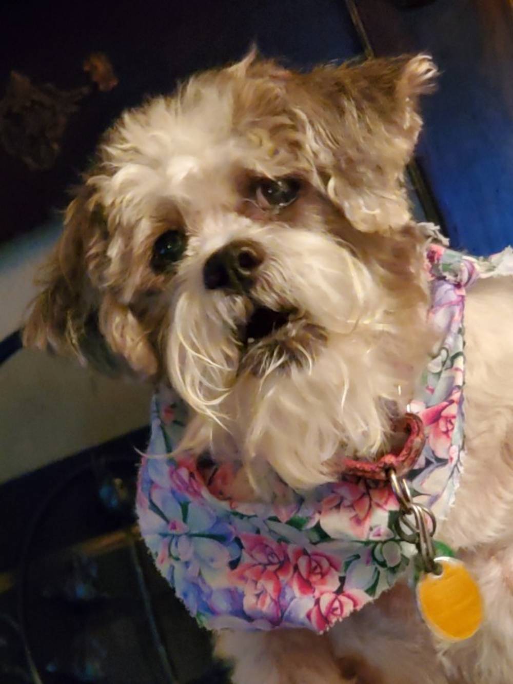 Couple Adopts Dog After Their Adopted Grandson Begged For One