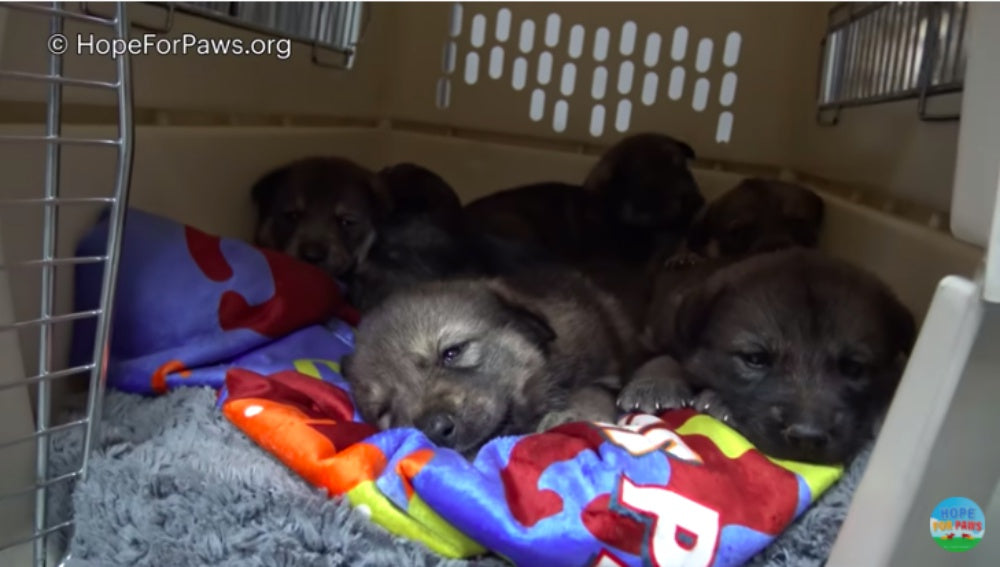 People Rescue Abandoned Mama Dog From The Desert Along With Her Puppies