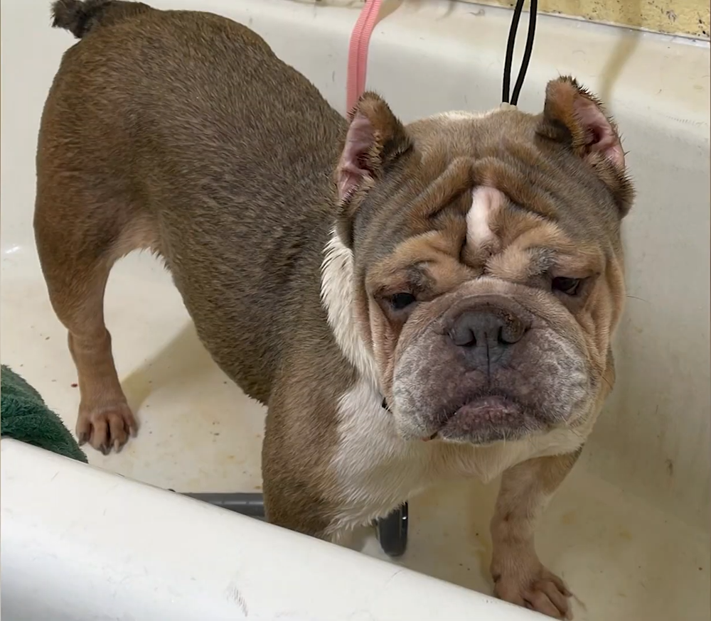 Bulldog Thrown Off A Moving Truck Survives