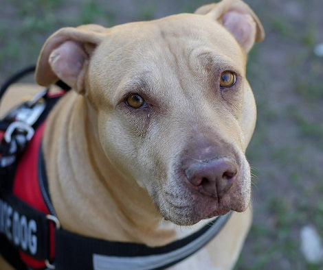What You Need To Know About Pitbull Shedding Habits