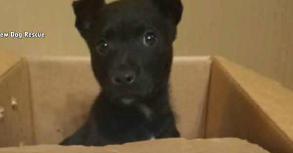 Little Boy Gives Homeless Puppy A Better Life By Dropping Him In Front of A School