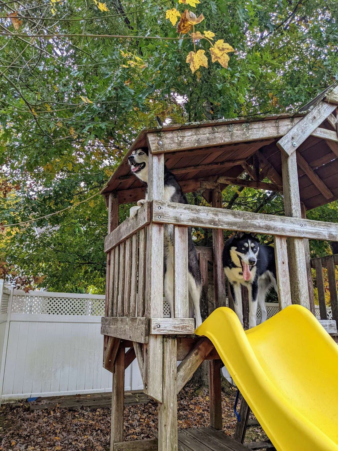 Dog Siblings Are Thrilled Their New House Comes With A Playground!