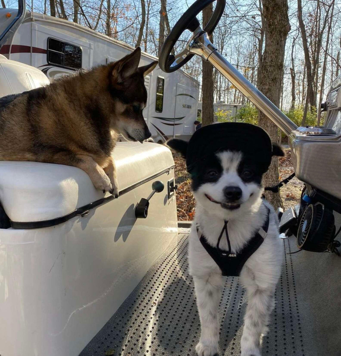 This Adorable Dog Won't Stop Smiling And It's The Most Awesome Thing You'll See Today!