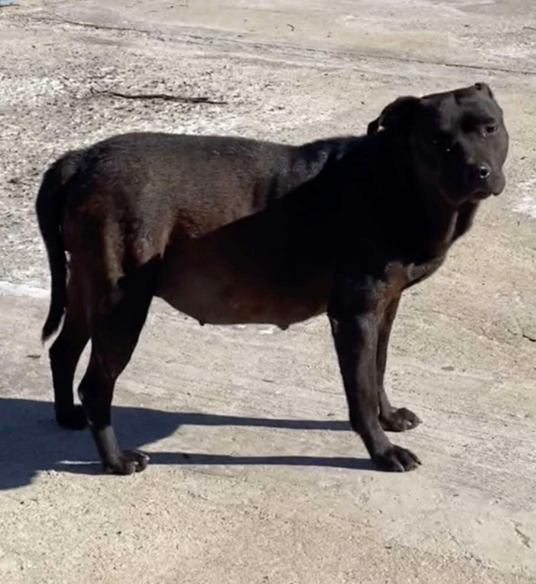 Pregnant Dog Cries Tears Of Joy When Kind Woman Comes To Rescue Her