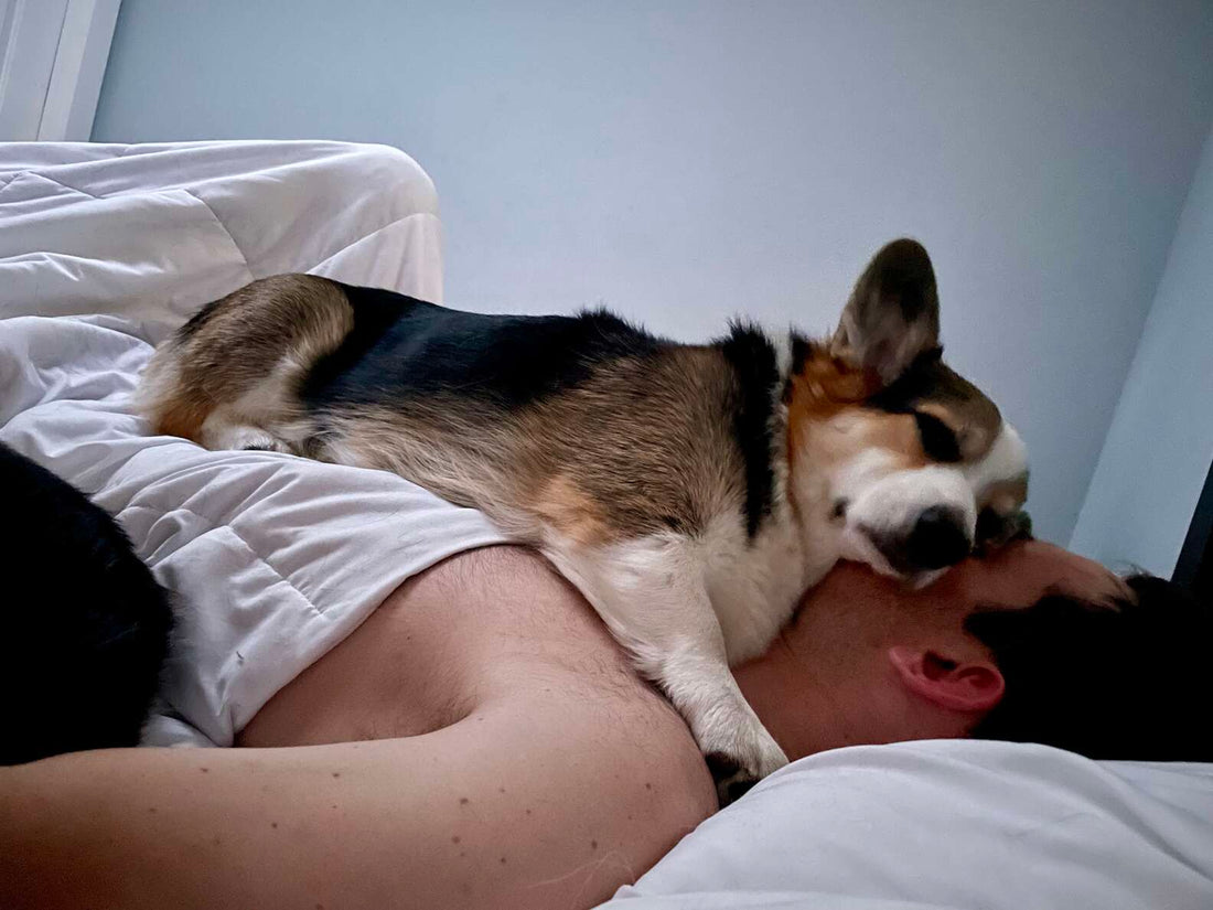 This Dog's Favorite Cuddling Position Is The Best Thing You'll See Today!