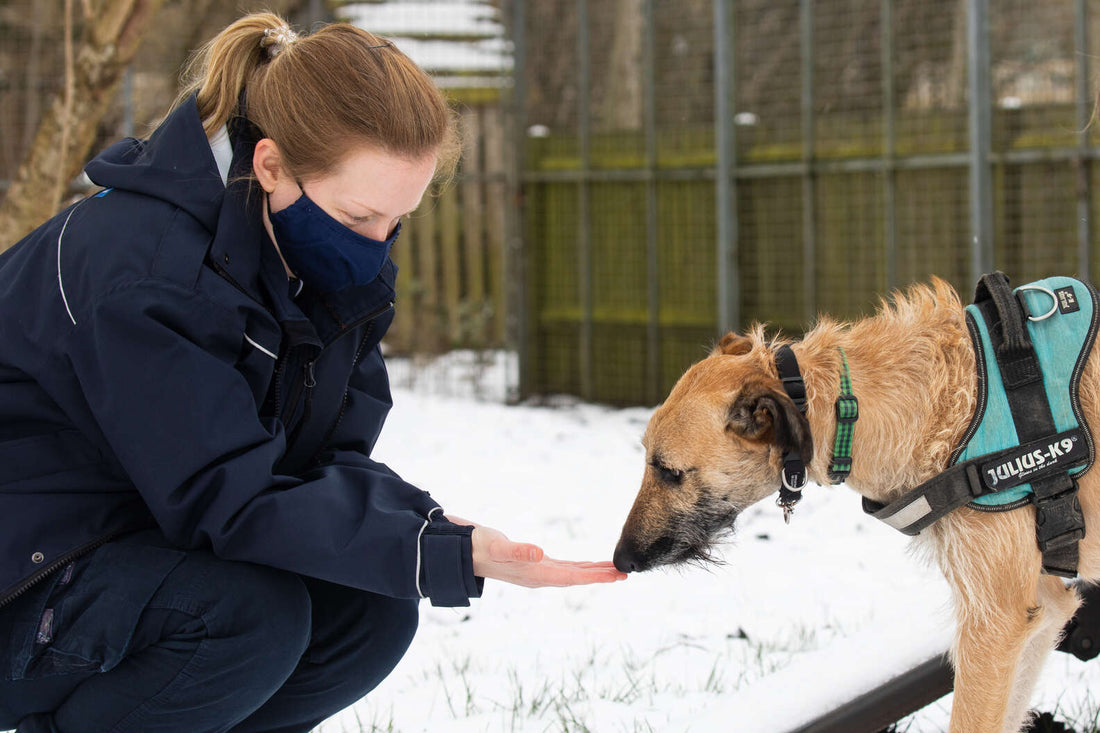 Dog With A Broken Leg Tied To A Lamp Post Is Now The Happiest Pup On The Planet
