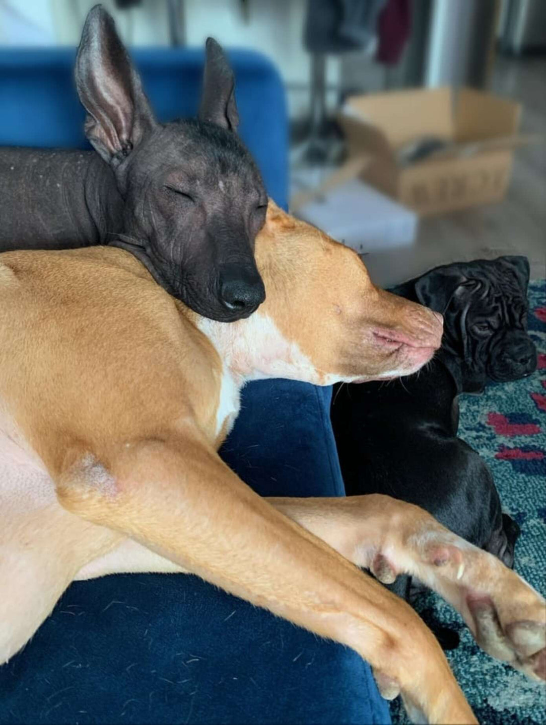 Rescue Dog Wouldn't Stop Kissing Her New "Naked" Sister!