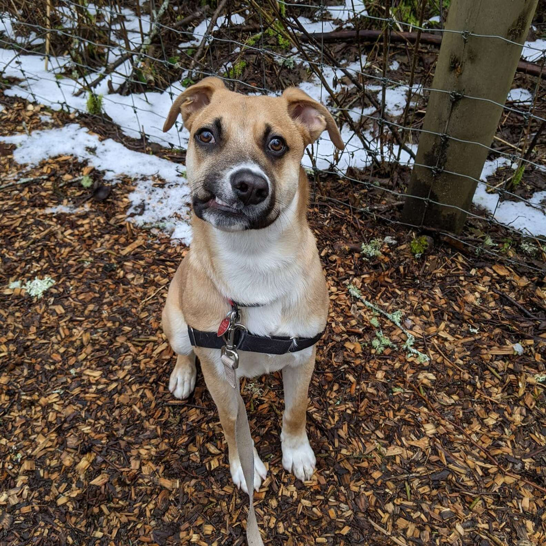 Dog With An Infectious Crooked Smile Is Looking For His Forever Loving Home