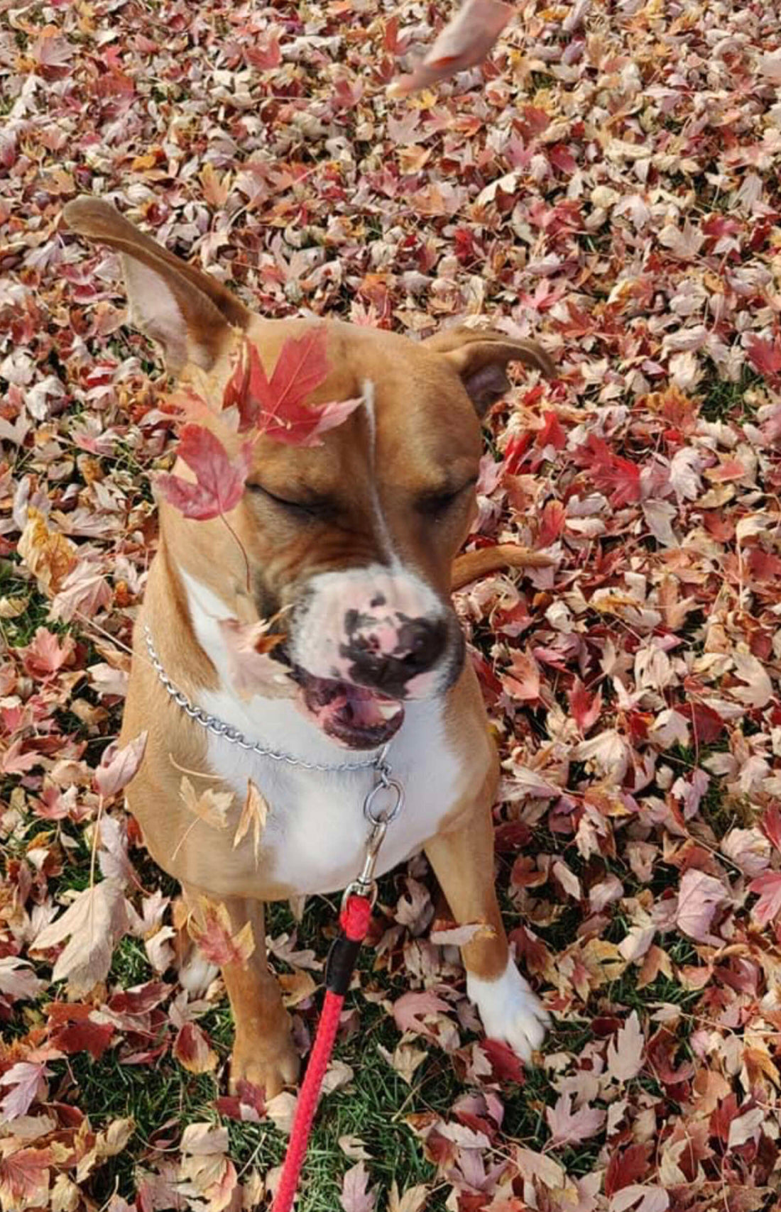 This Adorable Dog's Fall Photoshoot Doesn't Turn Out As Planned!
