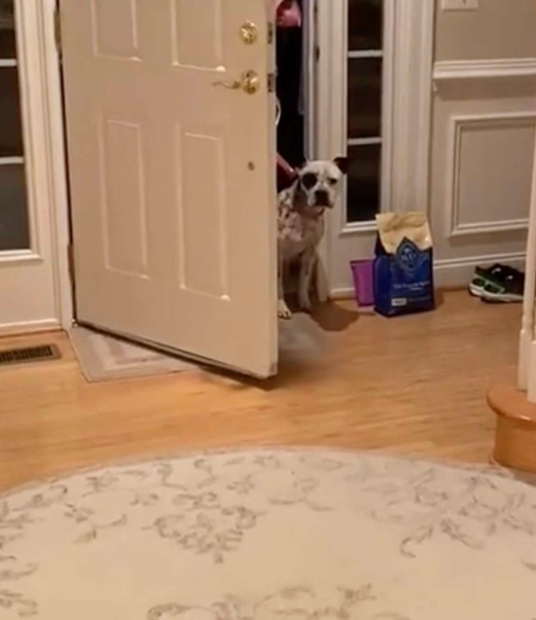 Rescue Pit Bull Musters Up The courage to Enter Her Forever Loving Home