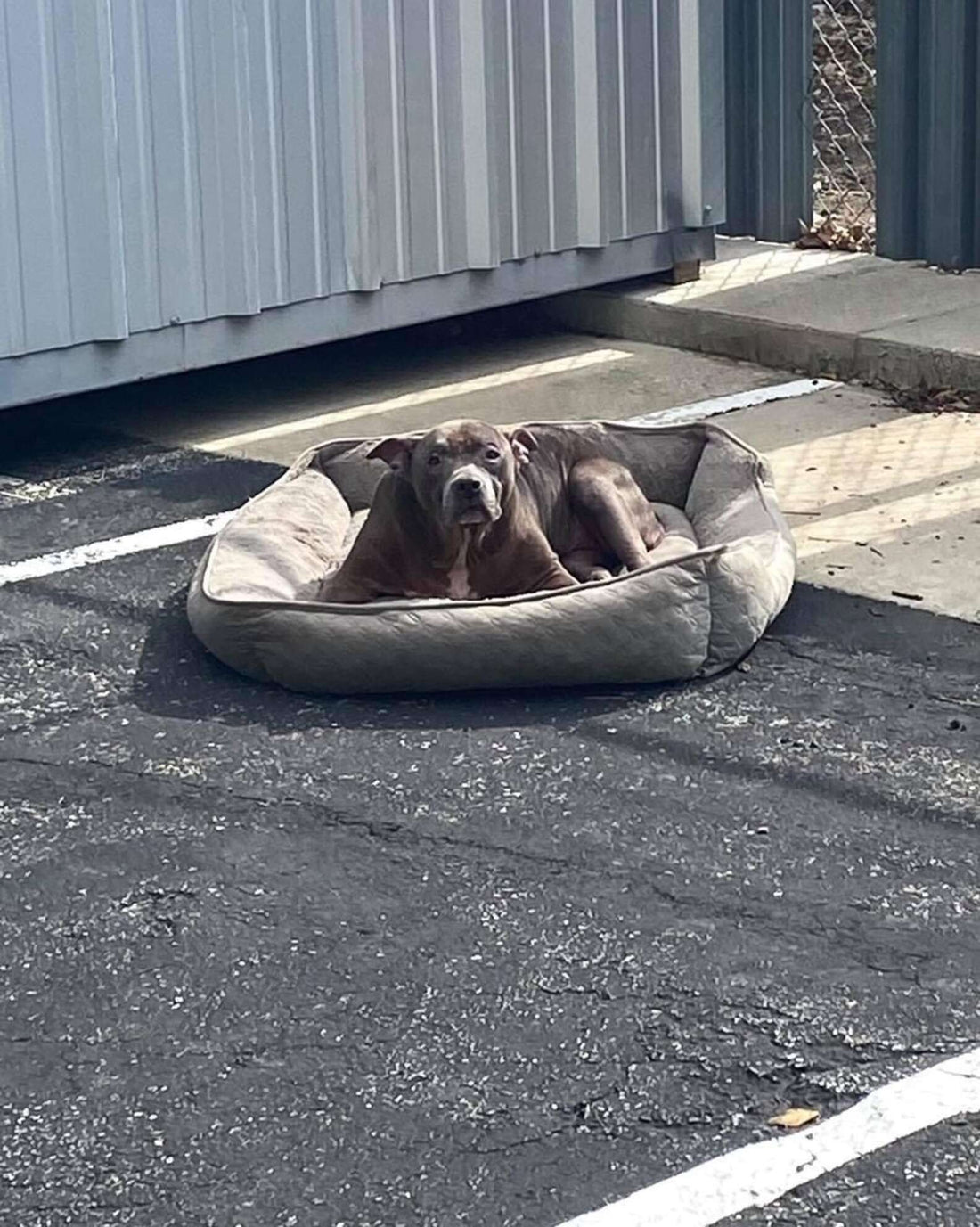 Poor Dog Abandoned In Parking Lot With Nothing But Her Bed