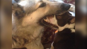 German Shepherd Puts Little Dog’s Head In His Mouth!