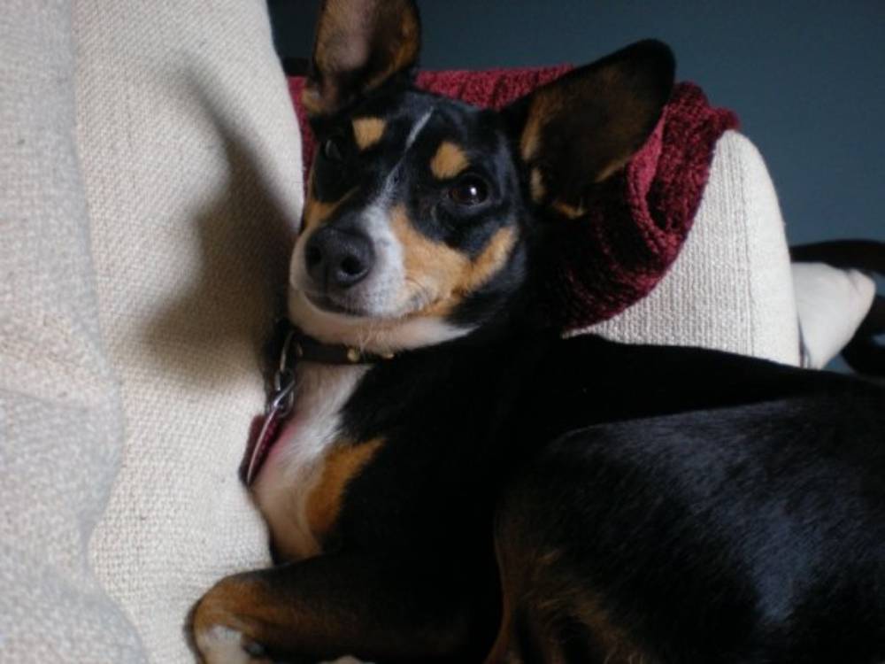 Dog Rescued From Abuse Becomes Woman's Best Friend