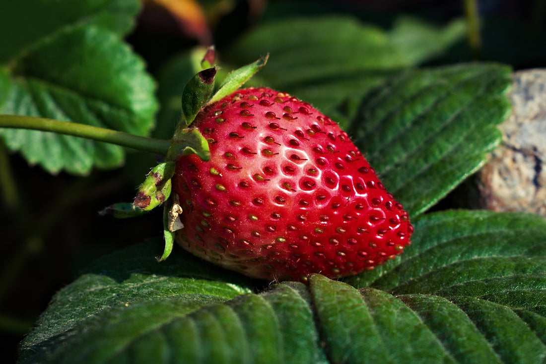 Strawberries: Can Dogs Safely Eat Them Without Falling Sick?